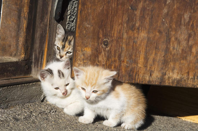 无人,坐,横图,俯视,室外,特写,白天,门,道路,路,宠物,猫,三只,阴影,朦胧,模糊,反射,影子,小路,交通,注视,动物,门框,观察,看,可爱,遮,遮掩,观看,察看,掩盖,遮挡,关注,猫咪,遮盖,掩饰,坐着,彩图,高角度拍摄,全身