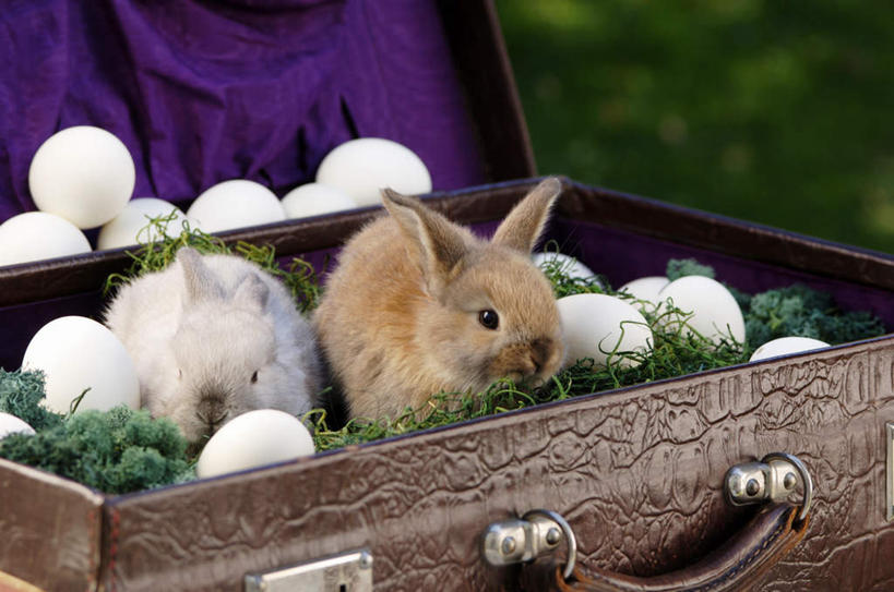 无人,坐,横图,室外,特写,白天,正面,草地,草坪,植物,哺乳动物,一堆,许多,堆叠,堆积,朦胧,模糊,兔子,拉杆箱,旅行箱,蛋,鸡蛋,注视,草,一个,绿色,动物,行李箱,箱子,观察,看,两只,单个,观看,堆,出差,兔,察看,关注,卵,坐着,彩图,全身,旅行