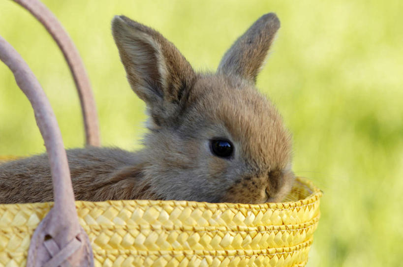 无人,坐,横图,室外,特写,白天,侧面,草地,草坪,植物,哺乳动物,朦胧,模糊,兔子,包,公文包,注视,草,一个,一只,绿色,动物,观察,看,单个,公事包,观看,兔,察看,关注,坐着,彩图,全身