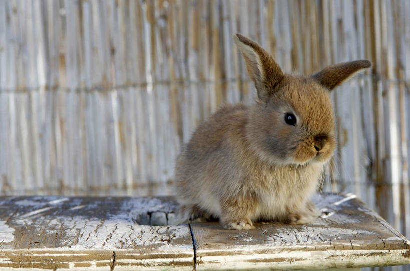 无人,栏杆,坐,横图,室外,特写,白天,正面,餐桌,桌子,哺乳动物,朦胧,模糊,兔子,栅栏,篱笆,围栏,注视,护栏,一只,动物,观察,看,餐台,观看,兔,察看,关注,坐着,彩图,全身