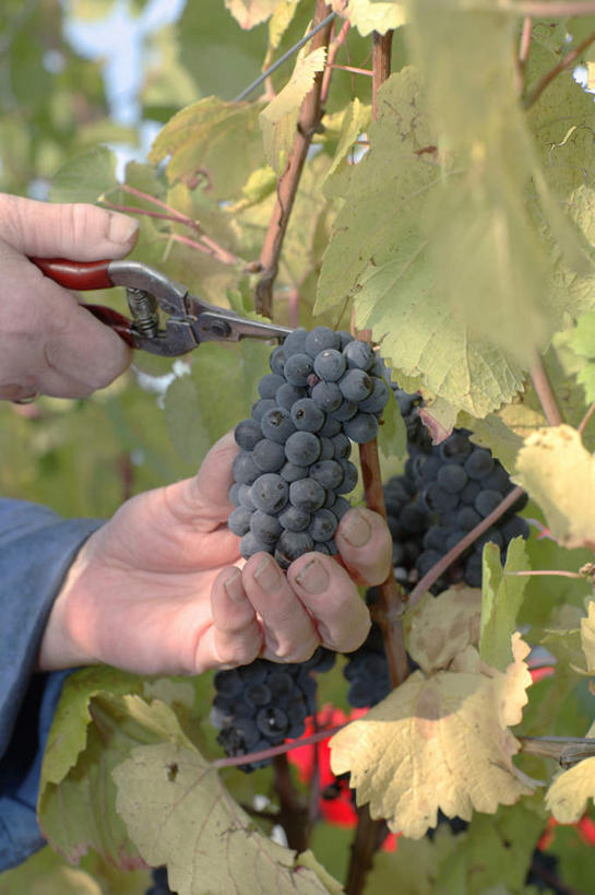 西方人,手,一个人,站,竖图,室外,特写,白天,正面,葡萄,水果,欧洲,欧洲人,双手,仅一个男性,仅一个人,修剪,阴影,服装,朦胧,模糊,新鲜,光线,工具,剪刀,影子,生食,食品,果实,拿,拿着,休闲装,食物,衣服,阳光,站着,仅一个老年男性,休闲,手部,休闲服,服饰,有机食品,绿色食品,裁剪,剪子,剪裁,切割,老年男性,男人,男性,白种人,山葫芦,蒲桃,草龙珠,站立,半身,彩图