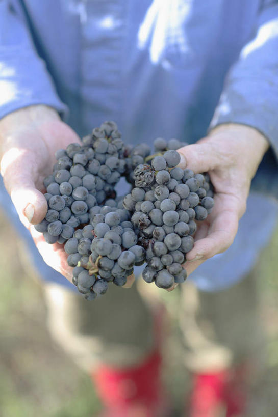 西方人,手,一个人,站,捧,竖图,俯视,室外,特写,白天,葡萄,水果,欧洲,欧洲人,双手,仅一个男性,仅一个人,服装,朦胧,模糊,新鲜,生食,食品,果实,休闲装,食物,衣服,站着,仅一个老年男性,休闲,手部,休闲服,服饰,有机食品,绿色食品,老年男性,男人,男性,白种人,山葫芦,蒲桃,草龙珠,端,端着,捧着,手捧,站立,半身,彩图,高角度拍摄