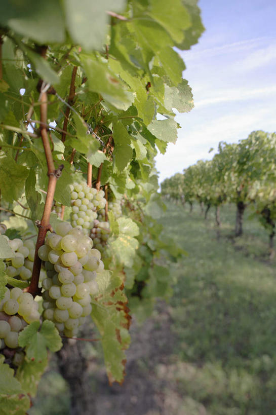 无人,果园,竖图,室外,白天,正面,旅游,度假,美景,田园,植物,道路,路,葡萄,水果,叶子,德国,欧洲,朦胧,模糊,新鲜,景观,云,云朵,小路,生食,食品,果实,果树,绿叶,交通,云彩,娱乐,树,树木,食物,蓝色,绿色,白云,蓝天,天空,自然,天,享受,休闲,嫩叶,景色,放松,有机食品,绿色食品,生长,晴朗,成长,西欧,自然风光,德意志联邦共和国,田庄,园子,叶,叶片,晴空,山葫芦,蒲桃,草龙珠,彩图