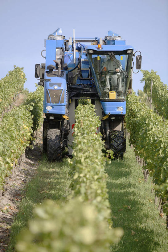 一个人,坐,竖图,室外,白天,正面,收割,道路,路,葡萄,水果,仅一个男性,仅一个人,阴影,服装,朦胧,模糊,新鲜,光线,工具,影子,云,云朵,小路,生食,食品,果实,交通,云彩,注视,休闲装,食物,衣服,白云,蓝天,天空,阳光,天,观察,驾驶,看,行驶,仅一个老年男性,休闲,休闲服,服饰,有机食品,绿色食品,观看,操纵,控制,察看,关注,收割机,操控,农具,把持,脱粒,老年男性,男人,男性,山葫芦,蒲桃,草龙珠,坐着,半身,彩图