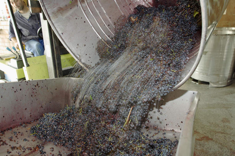 一个人,坐,横图,俯视,室内,白天,葡萄,水果,仅一个男性,仅一个人,仅一个中年男性,倒,服装,朦胧,模糊,新鲜,铁桶,桶,生食,食品,果实,注视,休闲装,食物,衣服,容器,观察,看,休闲,休闲服,服饰,有机食品,绿色食品,观看,储藏,察看,储存,关注,男人,男性,中年男性,山葫芦,蒲桃,草龙珠,坐着,半身,彩图,高角度拍摄,贮存