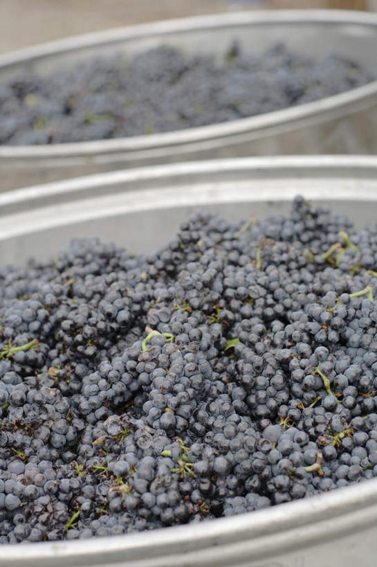 无人,竖图,俯视,室外,特写,白天,葡萄,水果,一堆,许多,堆叠,堆积,朦胧,模糊,新鲜,铁桶,桶,生食,食品,果实,食物,两个,容器,有机食品,绿色食品,储藏,堆,储存,山葫芦,蒲桃,草龙珠,彩图,高角度拍摄,贮存