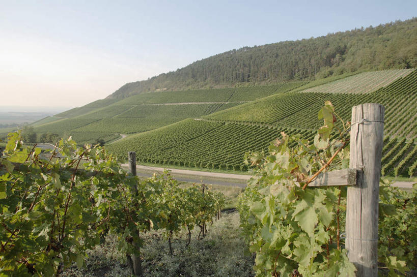 无人,果园,横图,室外,白天,正面,旅游,度假,美景,山,山脉,田园,植物,德国,欧洲,阴影,光线,影子,景观,山峰,云,云朵,果树,山峦,云彩,娱乐,葡萄园,树,树木,绿色,白云,蓝天,天空,阳光,自然,群山,天,享受,休闲,景色,放松,生长,成长,西欧,自然风光,德意志联邦共和国,田庄,园子,彩图