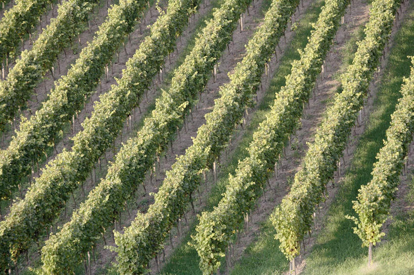 无人,果园,横图,俯视,室外,白天,旅游,度假,美景,田园,植物,一排,阴影,光线,影子,景观,果树,娱乐,葡萄园,树,树木,排列,绿色,阳光,自然,享受,休闲,景色,放松,生长,成长,队列,自然风光,田庄,园子,彩图,高角度拍摄