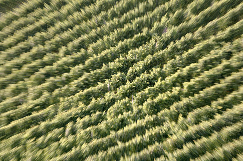 无人,果园,横图,俯视,室外,白天,旅游,度假,美景,田园,植物,一排,阴影,光线,影子,景观,果树,娱乐,葡萄园,树,树木,排列,绿色,阳光,自然,享受,休闲,景色,放松,生长,成长,队列,自然风光,田庄,园子,彩图,高角度拍摄