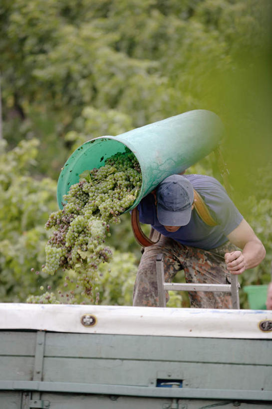西方人,一个人,站,捧,竖图,室外,白天,正面,植物,卡车,葡萄,水果,欧洲,欧洲人,仅一个男性,仅一个人,仅一个中年男性,倒,服装,朦胧,模糊,新鲜,桶,生食,食品,果实,集装箱,休闲装,树,树木,食物,衣服,绿色,自然,低头,站着,休闲,休闲服,遮,遮掩,服饰,集装箱车,有机食品,绿色食品,生长,成长,货车,掩盖,遮挡,货运车,遮盖,掩饰,男人,男性,中年男性,白种人,载重汽车,山葫芦,蒲桃,草龙珠,端,端着,捧着,手捧,站立,半身,彩图