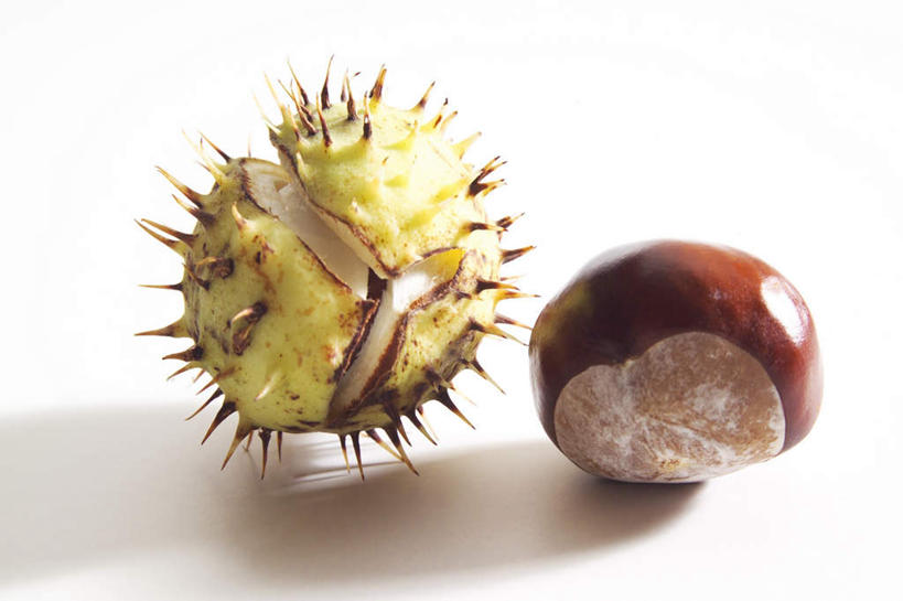 无人,横图,俯视,室内,特写,白天,白色背景,桌面,桌子,阴影,反射,木制,影子,板栗,栗子,坚果,毛栗子,两个,木制品,摄影,影棚,毛栗,栗果,栗楔,彩图,高角度拍摄,影棚拍摄,拍摄