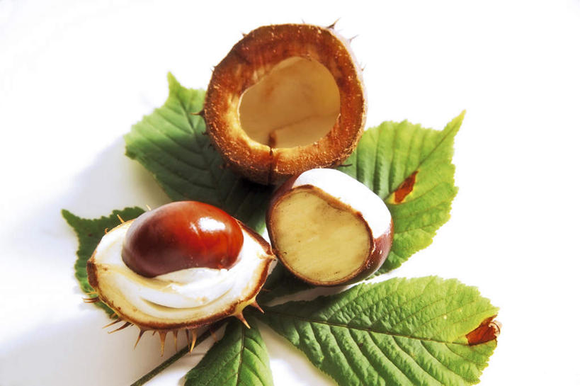 无人,横图,俯视,室内,特写,白天,白色背景,植物,桌面,桌子,叶子,阴影,反射,木制,纹理,影子,板栗,栗子,坚果,绿叶,毛栗子,绿色,木制品,嫩叶,摄影,影棚,肌理,毛栗,栗果,栗楔,叶,叶片,叶脉,彩图,高角度拍摄,影棚拍摄,拍摄