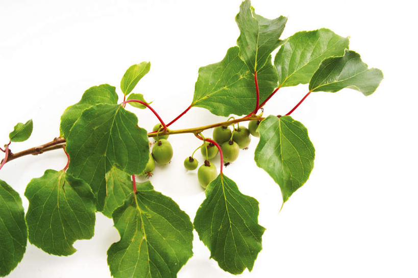 无人,横图,室内,特写,白天,白色背景,正面,植物,猕猴桃,水果,叶子,新鲜,生食,食品,果实,绿叶,枝条,树,树木,树枝,食物,嫩叶,摄影,有机食品,绿色食品,影棚,虬枝,枝杈,叶,叶片,奇异果,猕猴梨,彩图,影棚拍摄,拍摄