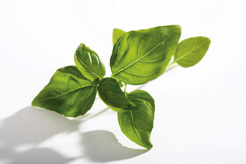 无人,横图,俯视,室内,特写,白天,白色背景,植物,叶子,阴影,反射,影子,香料,绿叶,草药,中药,香草,嫩叶,摄影,影棚,罗勒,紫苏,药材,中草药,九层塔,圣约瑟夫草,甜罗勒,兰香,中药材,本草,叶,叶片,彩图,高角度拍摄,影棚拍摄,拍摄