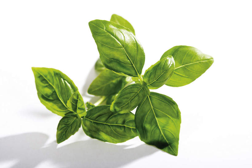 无人,横图,俯视,室内,特写,白天,白色背景,植物,叶子,阴影,反射,影子,香料,绿叶,草药,中药,香草,嫩叶,摄影,影棚,罗勒,紫苏,药材,中草药,九层塔,圣约瑟夫草,甜罗勒,兰香,中药材,本草,叶,叶片,彩图,高角度拍摄,影棚拍摄,拍摄