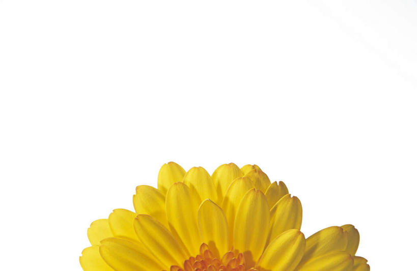 无人,横图,室内,特写,白天,白色背景,正面,盛开,非洲菊,花蕾,花,花瓣,花朵,鲜花,一朵,黄色,花苞,花蕊,菊花,摄影,影棚,扶郎花,灯盏花,千日菊,彩图,影棚拍摄,拍摄