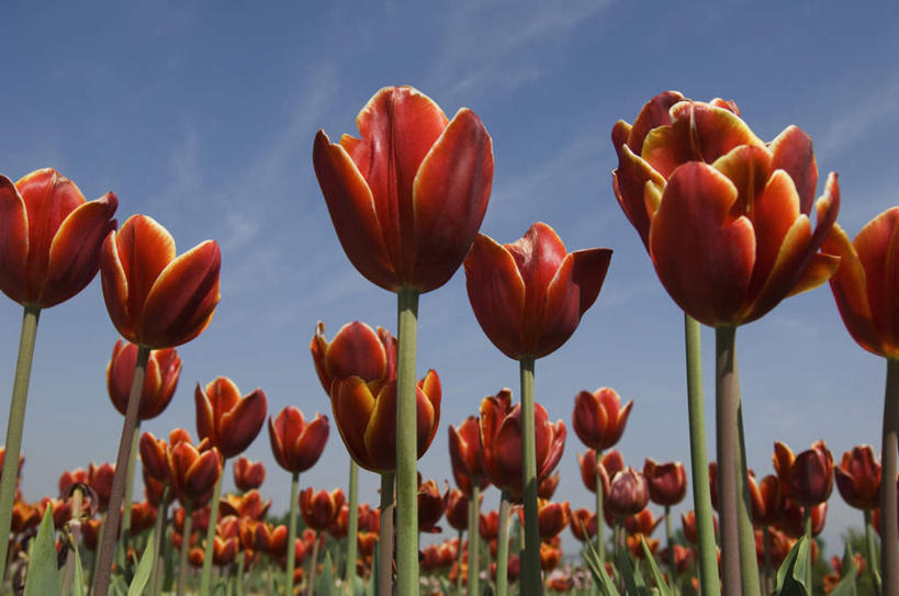 无人,横图,室外,特写,白天,仰视,爱情,花海,花圃,郁金香,叶子,印度,亚洲,盛开,云,云朵,祝福,花蕾,云彩,花,花瓣,花朵,鲜花,红色,绿色,白云,蓝天,天空,花丛,花束,花田,天,花苞,花蕊,表白,南亚,荣誉,首府,印度共和国,永恒,斯利那加,查谟.克什米尔,查谟.克什米尔邦,郁香,洋荷花,草麝香,彩图,低角度拍摄