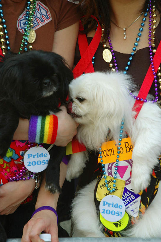 西方人,两个人,站,抱,竖图,室外,白天,正面,爱情,宠物,狗,项链,欧洲,欧洲人,阴影,服装,装饰,光线,影子,浪漫,注视,休闲装,北京犬,狮子狗,相视,装饰品,衣服,白色,黑色,阳光,动物,饰品,首饰,观察,看,站着,两只,休闲,温暖,温馨,面对面,休闲服,恩爱,可爱,恋人,服饰,手镯,抱着,观看,对视,华丽,修饰,点缀,和睦,察看,徽章,互视,搂着,关注,相对,同性恋,忠诚,相看,衬托,美观,雅致,雅观,北京宫廷犬,京巴,年轻女性,女人,女性,白种人,情侣,犬,搂,搂抱,站立,半身,彩图,伴侣,融洽