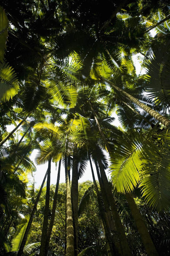 无人,竖图,室外,白天,仰视,旅游,度假,美景,树林,植物,棕榈树,叶子,夏威夷,美国,朦胧,模糊,景观,绿叶,娱乐,树,树木,绿色,自然,享受,休闲,嫩叶,景色,放松,生长,成长,北美,北美洲,自然风光,美洲,棕榈叶,夏威夷州,爱洛哈之州,希洛,北亚美利加洲,亚美利加洲,叶,叶片,彩图,低角度拍摄