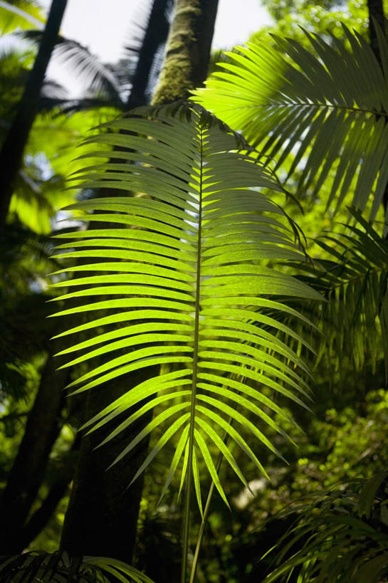 无人,竖图,室外,白天,正面,旅游,度假,美景,树林,植物,棕榈树,叶子,夏威夷,美国,景观,绿叶,娱乐,树,树木,绿色,自然,享受,休闲,嫩叶,景色,放松,生长,成长,北美,北美洲,自然风光,美洲,棕榈叶,夏威夷州,爱洛哈之州,希洛,北亚美利加洲,亚美利加洲,叶,叶片,彩图