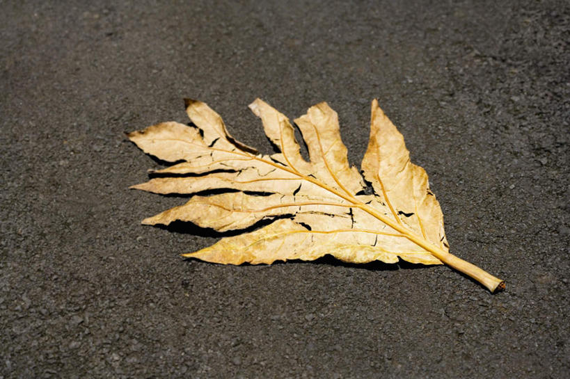 无人,横图,俯视,室外,特写,白天,旅游,度假,美景,叶子,夏威夷,美国,一片,景观,泥土,土壤,枯叶,落叶,娱乐,黄色,自然,享受,休闲,景色,放松,北美,北美洲,自然风光,美洲,夏威夷州,爱洛哈之州,希洛,北亚美利加洲,亚美利加洲,叶,叶片,彩图,高角度拍摄