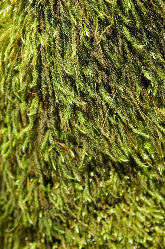 无人,竖图,室外,特写,白天,正面,旅游,度假,美景,植物,夏威夷,美国,景观,娱乐,树,树木,绿色,自然,享受,休闲,景色,放松,生长,成长,北美,北美洲,自然风光,美洲,夏威夷州,爱洛哈之州,希洛,北亚美利加洲,亚美利加洲,彩图