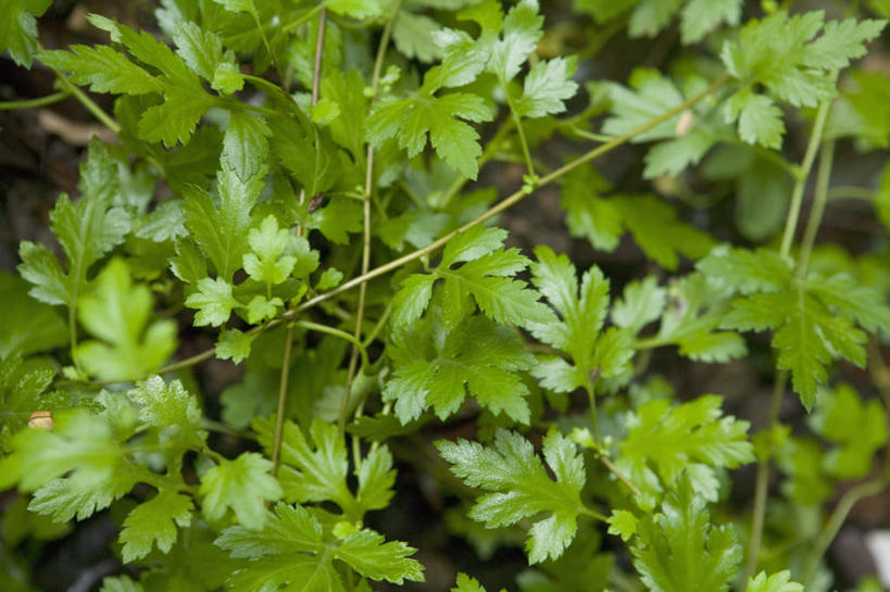 无人,横图,俯视,室内,特写,白天,花海,花圃,植物,叶子,盛开,纹理,绿叶,花蕾,花,花瓣,花朵,花卉,鲜花,绿色,花丛,花束,花田,花苞,花蕊,嫩叶,菊花,野菊花,沉默,肌理,避邪,苦薏,山菊花,专一,叶,叶片,叶脉,彩图,高角度拍摄