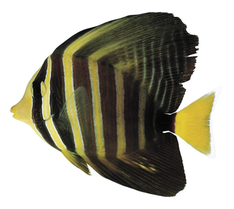 游泳,无人,横图,室内,特写,白天,白色背景,侧面,一条,条纹,鱼,注视,鱼类,海洋生物,黄色,黑色,观察,看,摄影,影棚,观看,察看,关注,水生动物,水生物,海底动物,泅水,刺尾鱼,拍浮,彩图,全身,影棚拍摄,拍摄,高鳍刺尾鱼