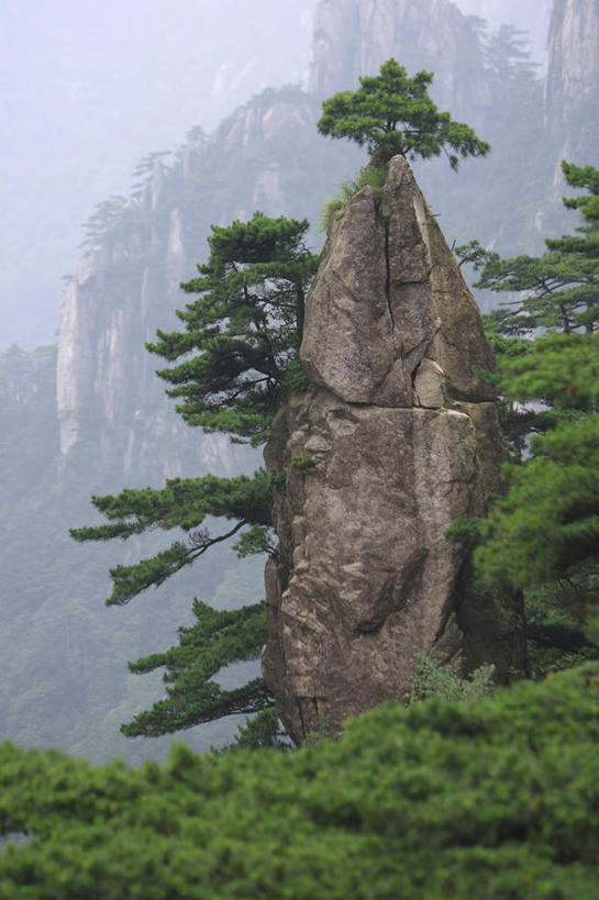 无人,竖图,室外,白天,正面,旅游,度假,黄山,美景,山,山脉,植物,雾,松树,中国,亚洲,朦胧,模糊,景观,山峰,山峦,娱乐,树,树木,绿色,自然,群山,享受,休闲,景色,放松,生长,成长,迷雾,自然风光,坚定,东亚,安徽,安徽省,黄山市,中华人民共和国,华东地区,长寿,皖,贞洁,黟山,大雾,彩图,世界地质公园,天下第一奇山