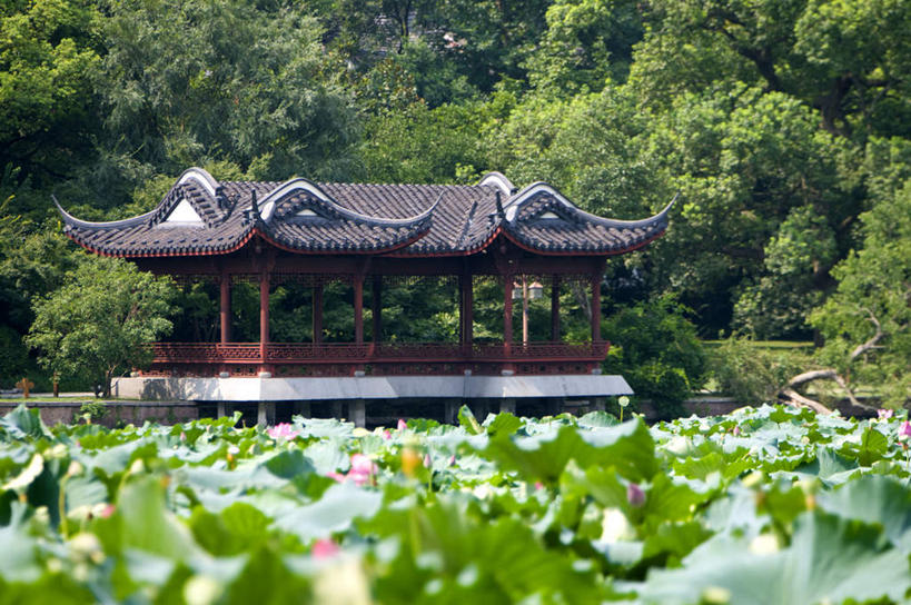 无人,栏杆,横图,室外,白天,正面,旅游,度假,湖,湖泊,美景,水,植物,标志建筑,地标,建筑,睡莲,叶子,中国,亚洲,盛开,瓦片,亭子,湖面,景观,水流,水面,围栏,荷叶,花蕾,瓦,娱乐,建设,浙江,护栏,花,花瓣,花朵,鲜花,树,树木,浙江省,绿色,自然,湖水,花苞,花蕊,享受,休闲,旅游胜地,景色,放松,建造,生长,成长,杭州,自然风光,东亚,纯真,妖艳,屋瓦,杭州市,中华人民共和国,华东地区,省会,浙,莲叶,水芹花,抒情,洁净,西湖区,水洋花,子午莲,叶,叶片,彩图,曲院风荷
