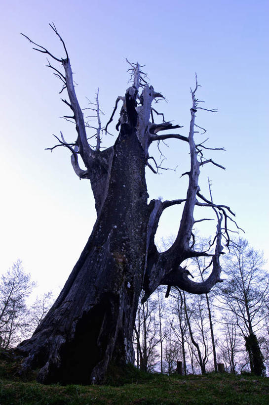 无人,竖图,室外,白天,仰视,旅游,度假,美景,植物,台湾,中国,亚洲,阴影,光线,影子,景观,枝条,娱乐,树,树木,树枝,蓝色,蓝天,天空,阳光,自然,天,享受,休闲,景色,放松,晴朗,自然风光,东亚,嘉义,阿里山,万里无云,港澳台,中华人民共和国,台湾省,嘉义市,虬枝,枝杈,晴空,晴空万里,彩图,低角度拍摄,台