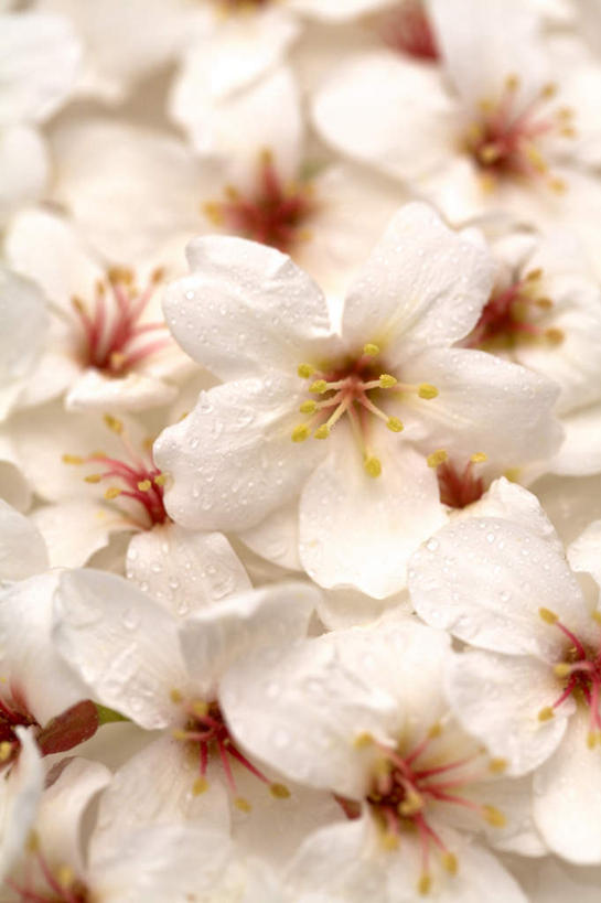 无人,竖图,室内,特写,白天,正面,许多,阴影,盛开,反射,影子,花蕾,花,花瓣,花朵,鲜花,白色,花苞,花蕊,彩图,心神不宁,情窦初开,油桐花,三平桐,光桐