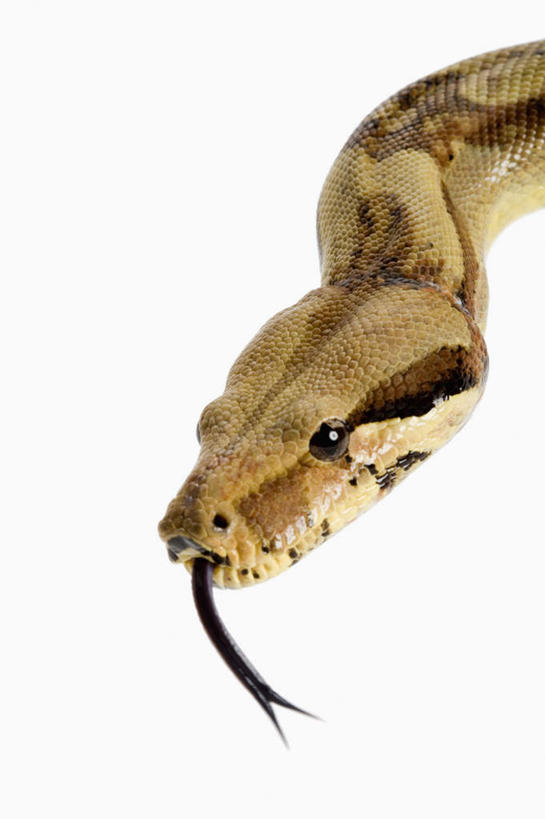 头,无人,竖图,室内,特写,白天,白色背景,正面,野生动物,一条,阴影,朦胧,模糊,反射,爬行动物,蛇,影子,注视,动物,观察,看,摄影,影棚,观看,察看,关注,冷血动物,凶猛,脊椎动物,长虫,蚺蛇,红尾蚺,残暴,凶残,舌头,头部,半身,彩图,影棚拍摄,拍摄,冷血