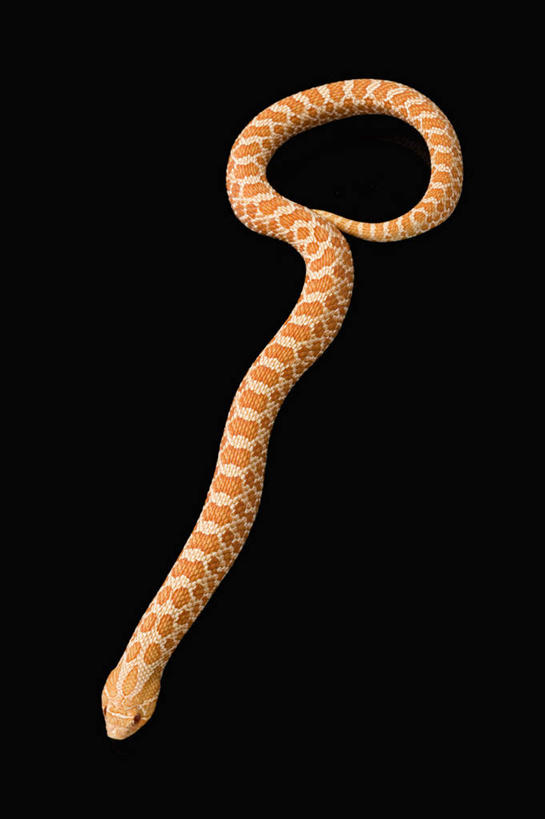 无人,竖图,俯视,室内,白天,野生动物,一条,阴影,黑色背景,反射,爬行动物,蛇,影子,注视,动物,观察,看,摄影,影棚,观看,察看,关注,冷血动物,凶猛,脊椎动物,长虫,蚺蛇,红尾蚺,残暴,凶残,彩图,高角度拍摄,全身,影棚拍摄,拍摄,冷血