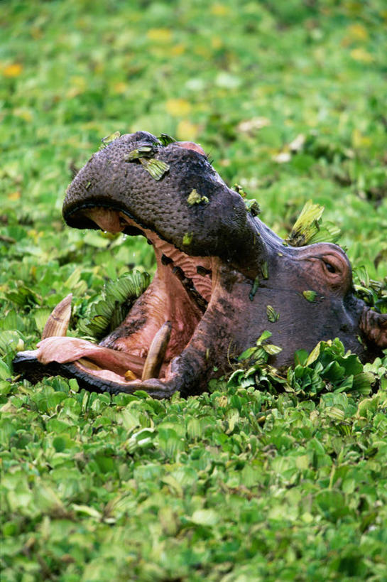 无人,竖图,俯视,室外,白天,美景,哺乳动物,河马,野生动物,叶子,朦胧,模糊,景观,绿叶,一只,自然,动物,打哈欠,张嘴,疲倦,嫩叶,景色,沼泽,疲劳,疲惫,自然风光,困乏,凶猛,张大嘴巴,疲乏,委顿,疲困,疲顿,疲钝,倦怠,怠倦,池沼,残暴,凶残,叶,叶片,张开嘴,半身,彩图,高角度拍摄