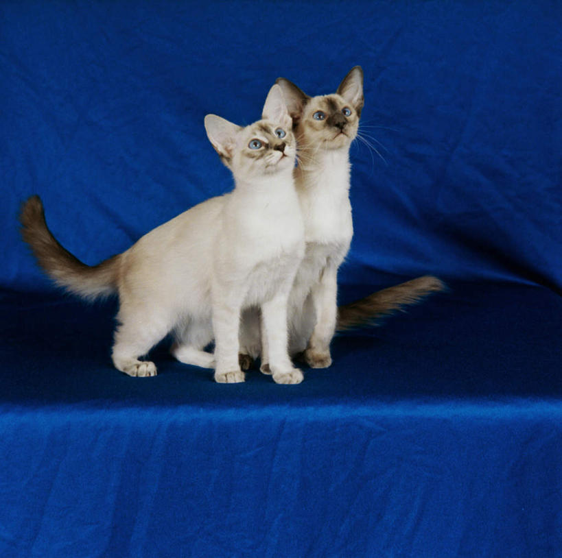 无人,站,横图,室内,白天,正面,桌面,桌子,宠物,猫,阴影,蓝色背景,反射,木制,布料,影子,布纹,注视,桌布,蓝色,动物,餐巾,木制品,台布,观察,看,靠,靠着,站着,两只,可爱,摄影,影棚,观看,察看,关注,猫咪,站立,彩图,全身,影棚拍摄,拍摄,巴厘猫,长毛阿密丝猫,长毛暹罗猫,爪哇猫,巴厘岛猫