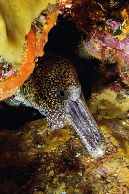 无人,竖图,俯视,室外,特写,白天,海底,水下,海浪,海洋,美景,一条,鱼,景观,浪花,水底,海鳗,鱼类,海洋生物,自然,海水,景色,海底世界,自然风光,水生动物,水生物,海景,海底动物,大海,风浪,海,海床,海水的波动,近岸浪,涌浪,半身,彩图,高角度拍摄