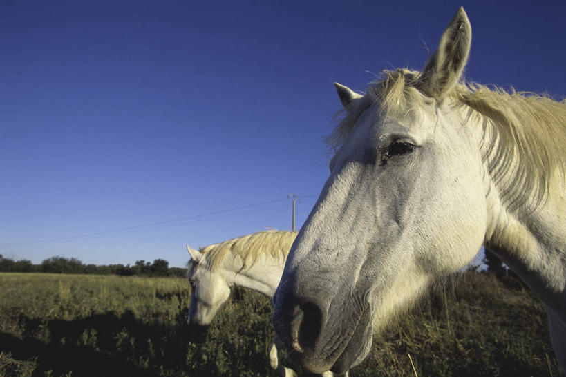 头,无人,农场,站,吃,横图,室外,特写,白天,侧面,畜牧业,牧场,草地,草坪,美景,植物,马,野生动物,阴影,光线,影子,景观,注视,草,蓝色,绿色,蓝天,天空,阳光,自然,动物,天,低头,观察,看,站着,景色,运输,牲畜,晴朗,观看,察看,两匹,关注,自然风光,畜牧,万里无云,牧业,垂头,头部,晴空,晴空万里,嚼,食,站立,半身,彩图,卡马格马