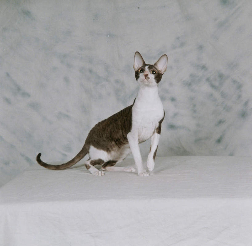 无人,站,横图,室内,白天,白色背景,侧面,桌子,宠物,猫,阴影,反射,影子,墙,注视,墙壁,墙面,一只,动物,观察,看,站着,可爱,摄影,影棚,观看,察看,关注,猫咪,康瓦尔王猫,康沃尔王猫,抬头,仰头,站立,彩图,全身,影棚拍摄,拍摄,康沃耳帝王猫,柯尼斯卷毛猫