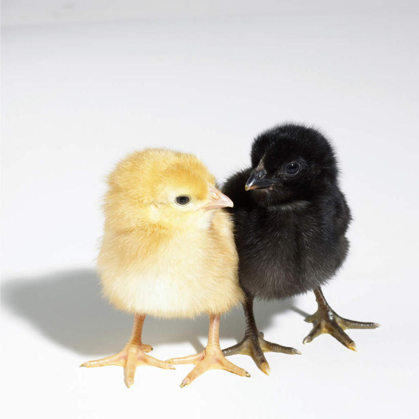 无人,站,方图,室内,白天,白色背景,正面,鸡,幼小,阴影,反射,影子,注视,家禽,黄色,黑色,动物,观察,看,站着,两只,摄影,牲畜,影棚,观看,察看,关注,站立,彩图,全身,影棚拍摄,拍摄