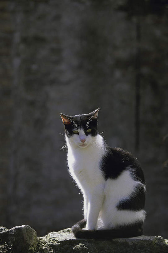无人,坐,竖图,室外,白天,侧面,石头,美景,宠物,猫,阴影,朦胧,模糊,光线,石子,影子,景观,扭头,注视,一只,白色,黑色,阳光,自然,动物,观察,看,转头,景色,可爱,观看,察看,关注,自然风光,猫咪,石块,岩石,坐着,彩图,全身
