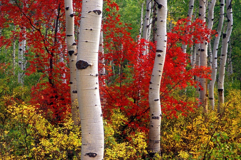 无人,横图,室外,白天,正面,旅游,度假,美景,森林,树林,植物,美国,盛开,景观,树桩,花蕾,娱乐,花,花瓣,花朵,鲜花,树,树干,树木,黄色,红色,绿色,自然,花苞,花蕊,享受,休闲,木桩,景色,放松,生长,成长,北美,北美洲,犹他州,自然风光,美洲,北亚美利加洲,亚美利加洲,犹他,蜂窝之州,蜂房州,彩图,尤因塔郡