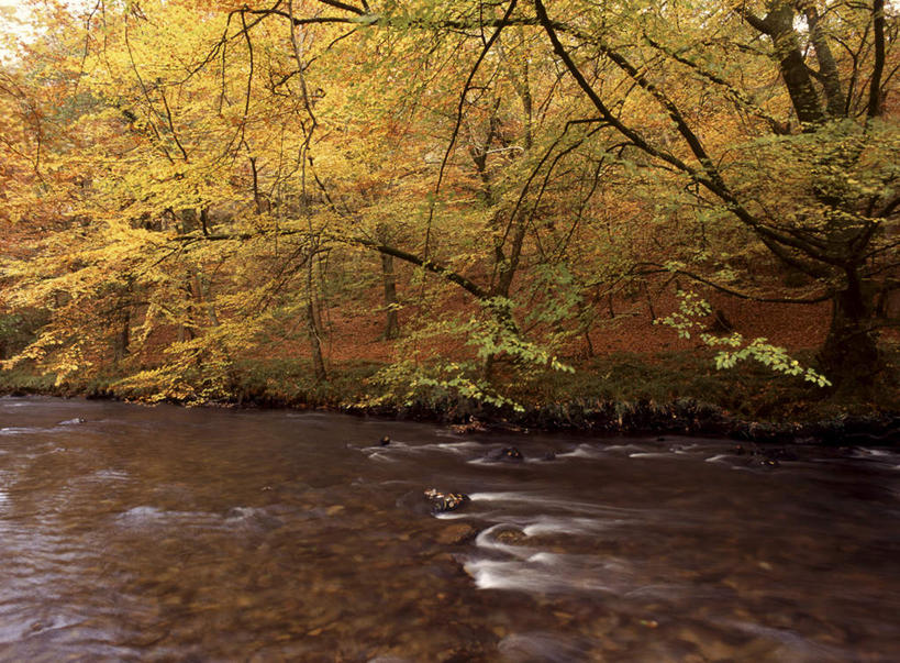 无人,公园,横图,室外,白天,正面,旅游,度假,河流,石头,美景,秋季,水,植物,叶子,英国,欧洲,波纹,石子,河水,景观,水流,枯叶,落叶,涟漪,娱乐,树,树木,绿色,倒影,水纹,自然,波浪,享受,休闲,景色,放松,生长,成长,倒映,国家公园,西欧,自然风光,大不列颠,大不列颠及北爱尔兰联合王国,水晕,大不列颠联合王国,日不落英帝国,反照,德文郡,达特穆尔,达特穆尔国家公园,叶,叶片,石块,岩石,秋,秋天,彩图