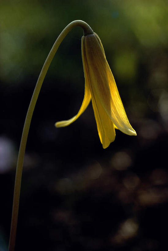 无人,竖图,室外,特写,白天,正面,美景,阴影,朦胧,模糊,盛开,光线,影子,景观,花蕾,花,花瓣,花朵,鲜花,一朵,黄色,阳光,自然,花苞,花蕊,景色,自然风光,狗牙菫,猪牙花,彩图