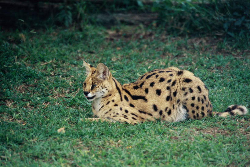无人,躺,横图,室外,白天,侧面,旅游,度假,草地,草坪,美景,植物,猫,野生动物,景观,注视,娱乐,草,一只,绿色,自然,动物,观察,看,享受,休闲,景色,放松,观看,察看,关注,自然风光,凶猛,薮猫,卧着,残暴,凶残,躺着,卧,彩图,全身