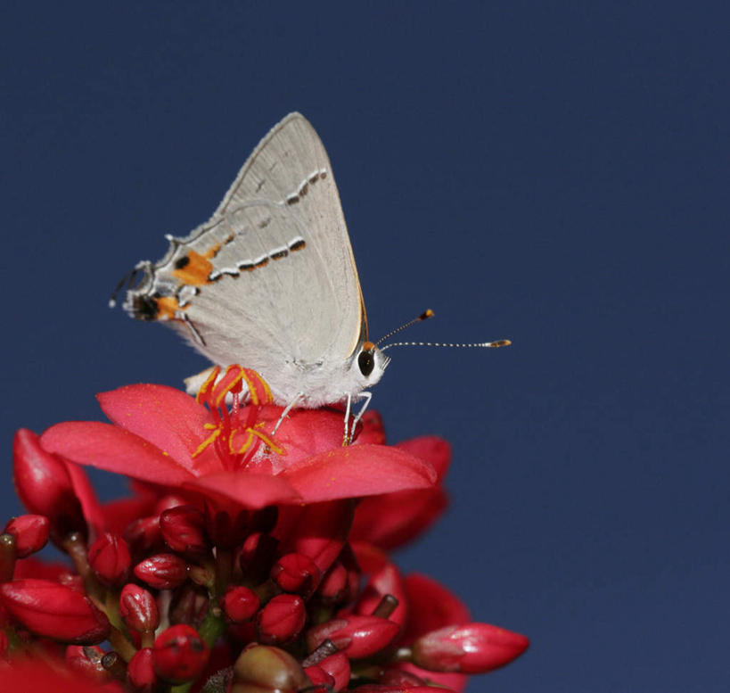 无人,站,横图,室外,特写,白天,仰视,兴奋,热情,美景,蝴蝶,伸展,张开,展翅,阴影,朦胧,模糊,盛开,光线,翅膀,昆虫,影子,景观,开放,花蕾,注视,花,花瓣,花朵,鲜花,一只,红色,蓝色,蓝天,天空,阳光,自然,动物,天,花苞,花蕊,观察,看,站着,健康,温暖,景色,奔放,活力,积极,激情,朝气,晴朗,观看,暖色,吉祥,察看,生命,关注,自然风光,饱满,益虫,张开翅膀,万里无云,革命,热烈,赤色,充实,斗志,喜气,主动,展开翅膀,晴空,晴空万里,灰蝶,站立,彩图,低角度拍摄,全身,欢乐,垦丁小灰蝶,燕灰蝶