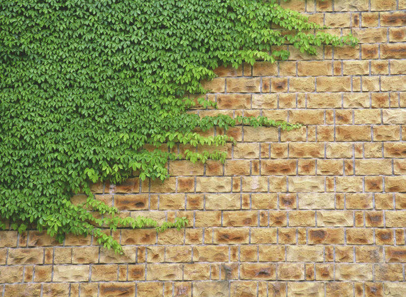 无人,横图,室外,白天,正面,美景,植物,纹路,纹理,墙,景观,长春藤,常春藤,斑驳,墙壁,墙面,绿色,自然,景色,生长,成长,自然风光,肌理,永恒,不朽,忠实,洋常春藤,班驳,攀爬,彩图,常青藤