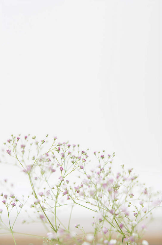 无人,竖图,室内,特写,白天,正面,花海,花圃,植物,叶子,福冈县,日本,亚洲,朦胧,模糊,盛开,花蕾,花,花瓣,花朵,花卉,鲜花,绿色,花丛,花束,花田,花苞,花蕊,东亚,福冈,日本国,九州本岛,九州,九州岛,九州地方,彩图