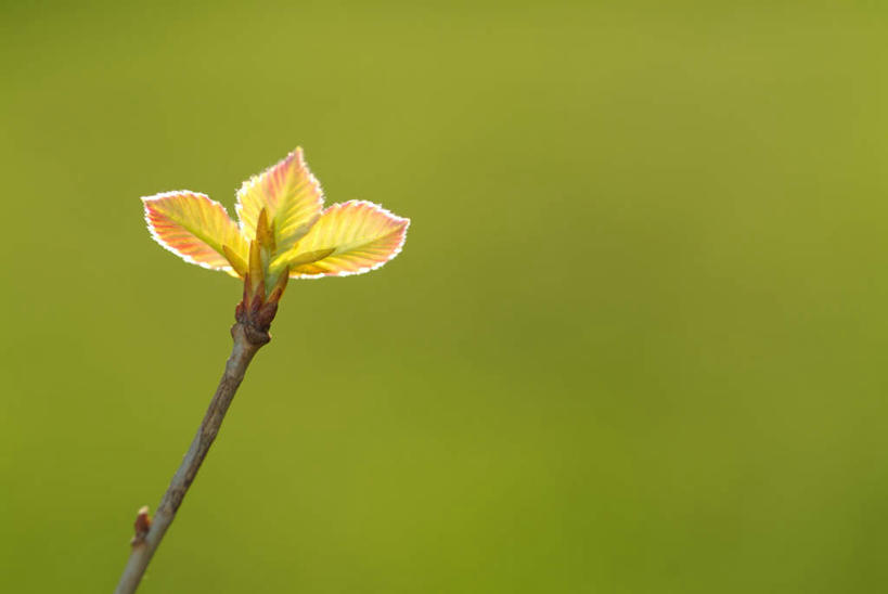 无人,横图,室外,特写,白天,正面,美景,植物,叶子,福冈县,日本,亚洲,朦胧,模糊,纹理,景观,绿叶,绿色,自然,嫩叶,景色,自然风光,东亚,肌理,福冈,日本国,九州本岛,九州,九州岛,九州地方,叶,叶片,叶脉,彩图