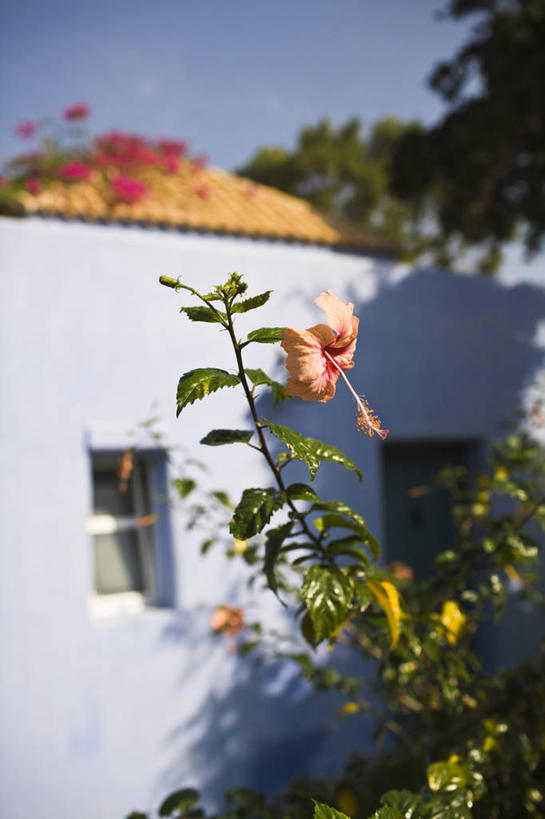 无人,家,竖图,室外,白天,正面,旅游,度假,草地,草坪,美景,植物,希腊,欧洲,阴影,朦胧,模糊,盛开,光线,影子,房屋,屋子,景观,木槿,木槿花,美丽,花蕾,娱乐,楼房,住宅,草,花,花瓣,花朵,鲜花,树,树木,蓝色,绿色,蓝天,天空,阳光,自然,天,花苞,花蕊,享受,休闲,景色,放松,生长,晴朗,成长,坚韧,自然风光,希腊共和国,万里无云,永恒,质朴,无穷花,罗得斯岛,晴空,晴空万里,彩图,房子